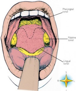 The-Waldeyer’s-ring-consists-of-the-pharyngeal-palatine-and-lingual-tonsils-picture